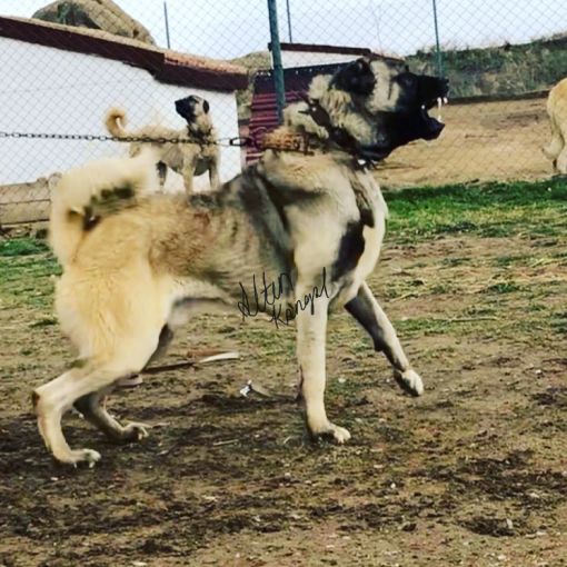  Kangal köpek damızlıklarından Dragon