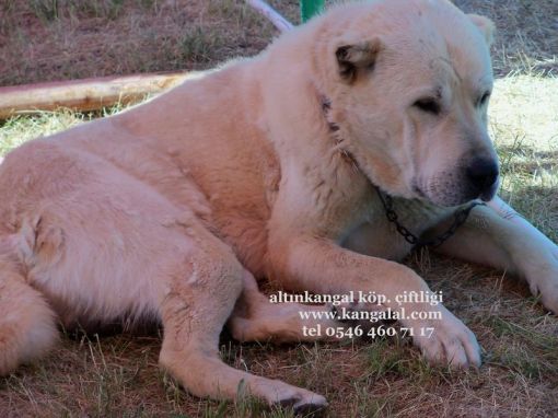  akbaş çoban köpekleri