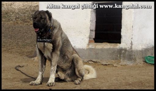  koca kafalı kangal