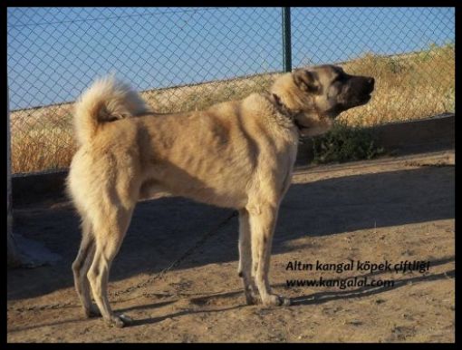  safkan sürü köpeği