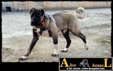  altın kangal köpekleri