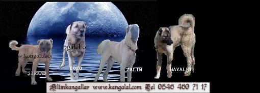  Altınkangal k&ouml;pekleri 