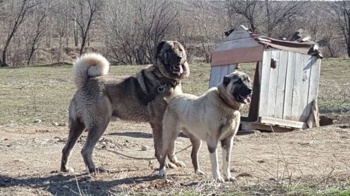  aslan başlı kangal köpekleri