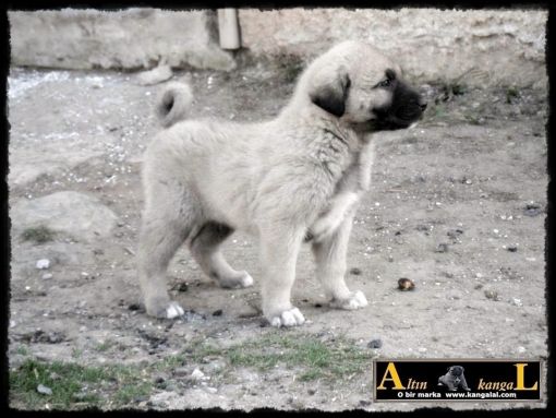  boz kangal kral