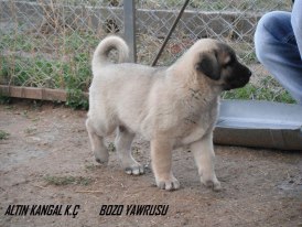  bozo kangal yavrusu