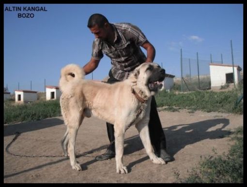  iri kafalı kangal