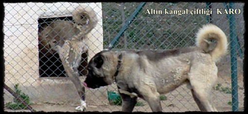  panter kangal köpeği