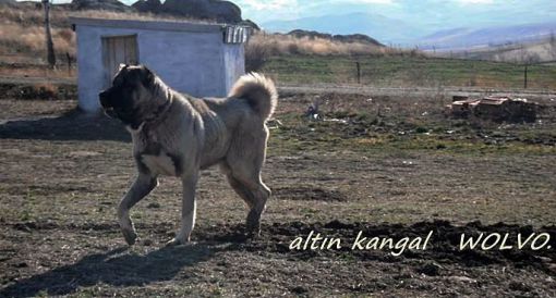  genç altın kangal çiftliği damızlık kangal köpeği