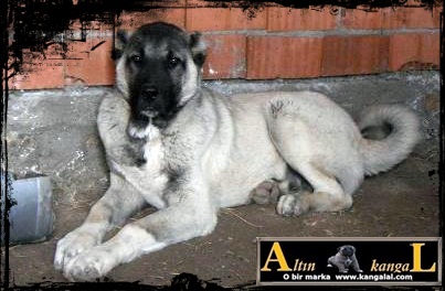  altın kangal yavruları