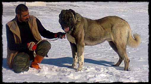  panter kangal köpek