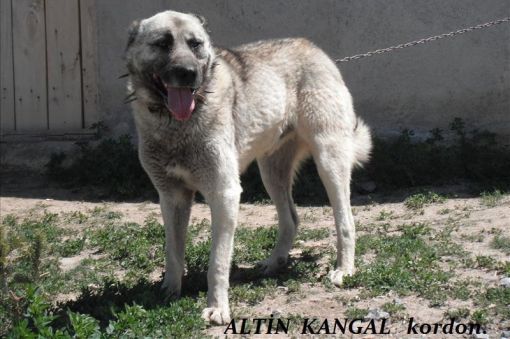  kurtboğan kangal