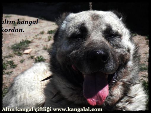  orjinal kangal