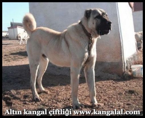  kangal köpek çiftliği