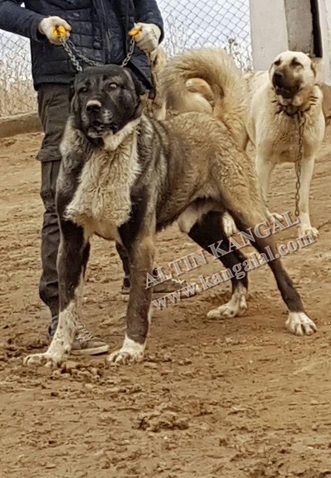 Orjinal Kangal Köpeği