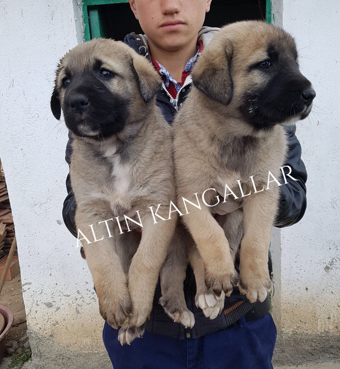 Kangal Bakımı Kangal Bakımı