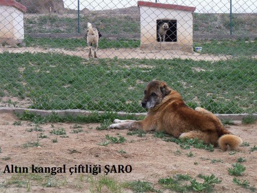  yaşlı orjinal kangal saro