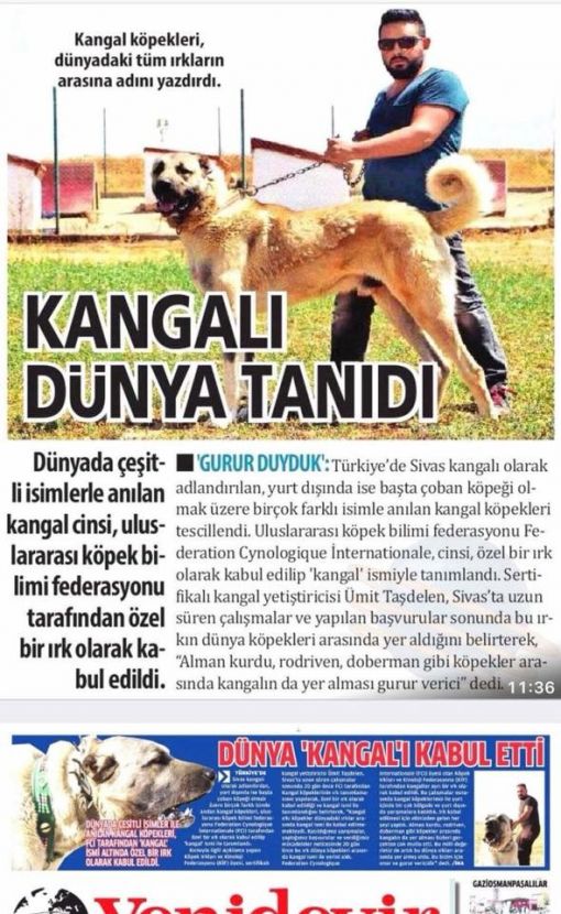  Kangal çiftliği haber kanallarında