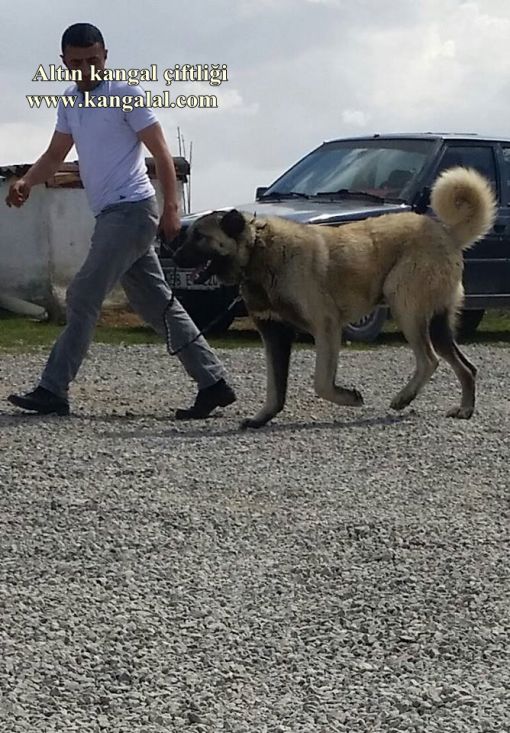 ayıcık 14 aylık dev kangallar 14 aylık dev kangal köpeği ayıcık