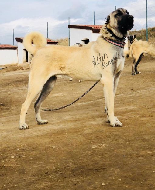  Anadolu çoban köpeği Türkiye şampiyonu