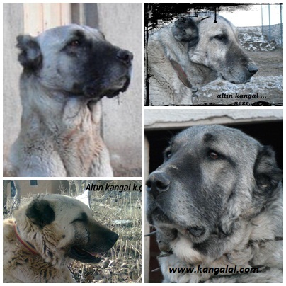  damızlık kangal