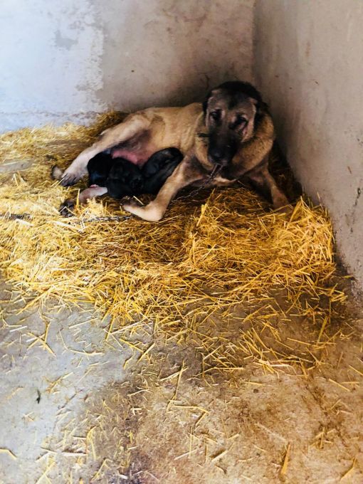 Kangal Yavrulari Hakkinda Ogrenmek Isteginiz Hersey Burada