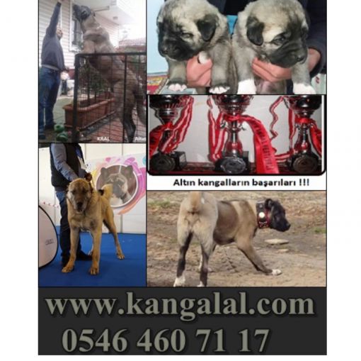  Basında kangal köpekleri