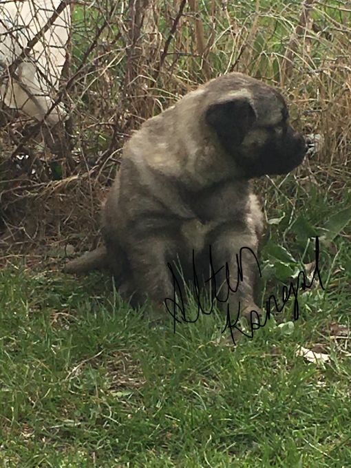  İri kangal yavrusu nasıl olur