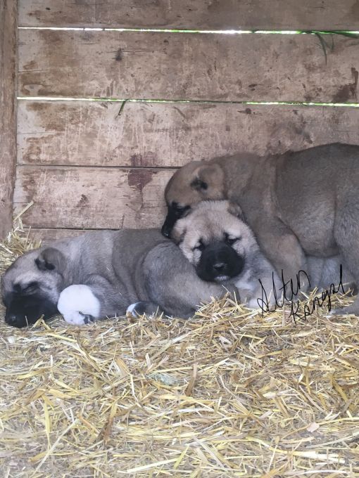  Kangal yavrusu, fiyatları sahibinden