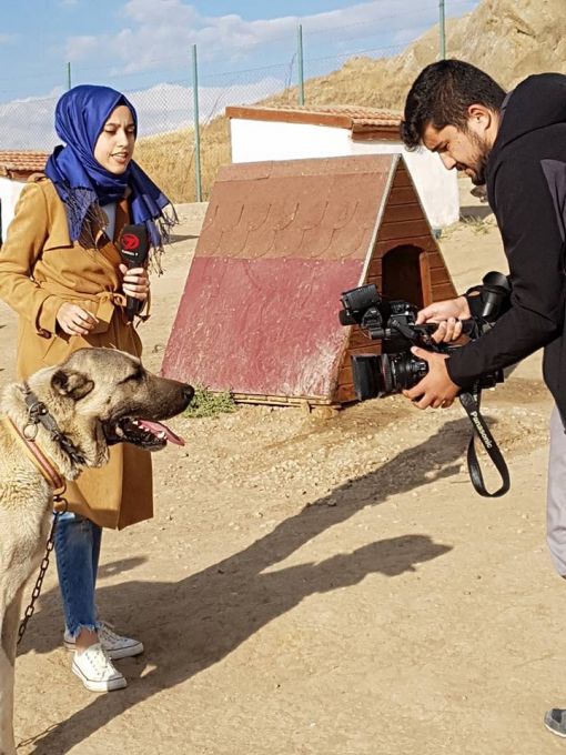  Kanal 7 kangal köpek haberleri