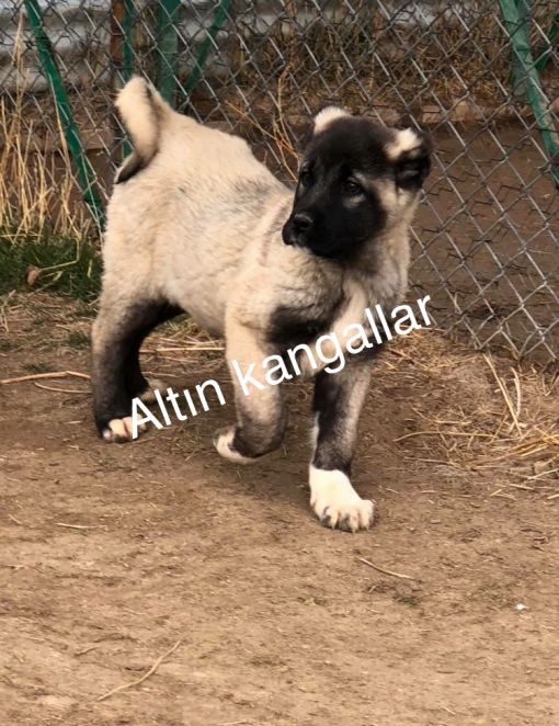  Kaliteli kangal yavrusu fiyatları