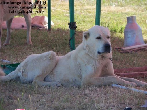  akbaş çoban köpeği