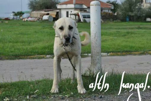  DİŞİ KANGAL KÖPEK SATIŞI