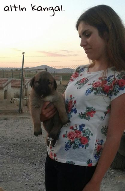  safkan kangal köpekleri