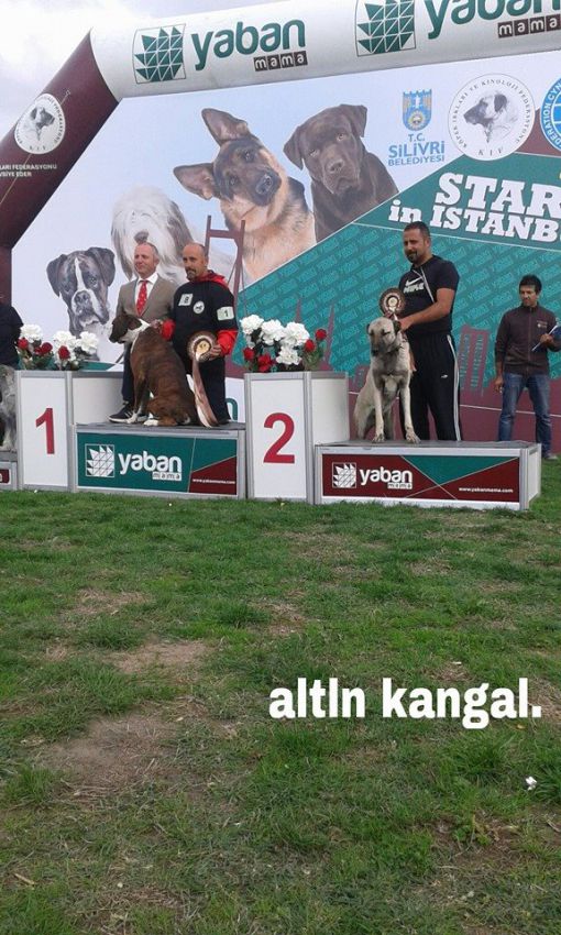  köpek yarışması kangal köpeği