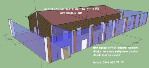  altın kennel kangal köpek çiftliği