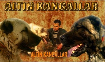  ALTIN KANGAL