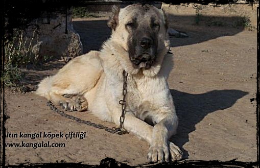  kangal köpek boz