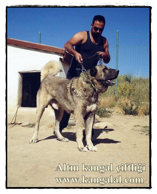 kangal köpek çiftliği damızlıklarından tank Koca kafalı dev kangal köpeği tank