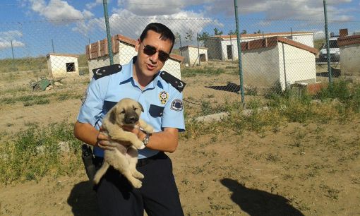  aslan başlı kangal köpek satışları