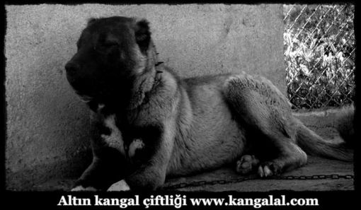  karo yeni kangal damızlıkları