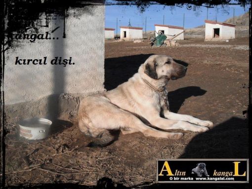  süper kangal