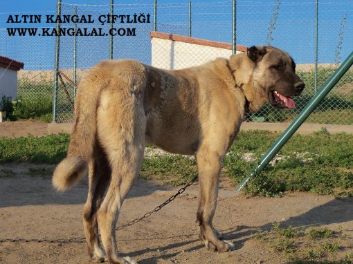 Kangal Kopekleri Icin Beslenme Bilgileri