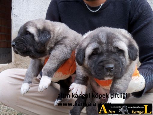  kangal yavrusu satışı