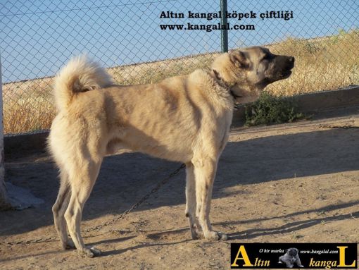  safkan kangal köpek