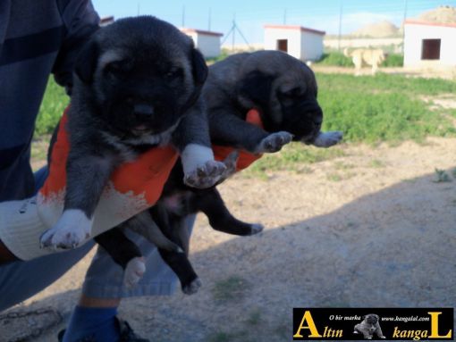  Arap yavruları kangal köpeği