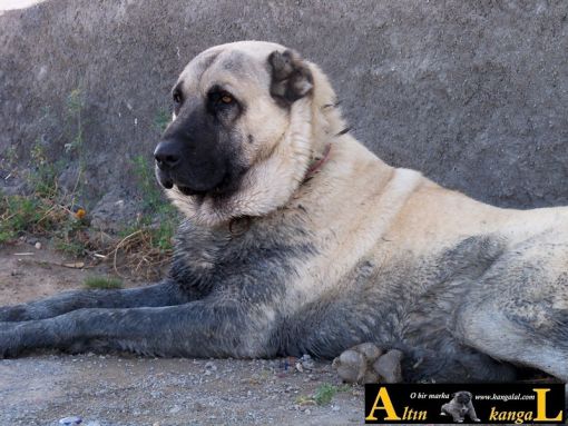  aslan başlı kangal