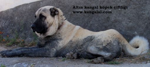  ayıboğan kangal