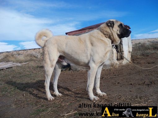  kangal çiftliği