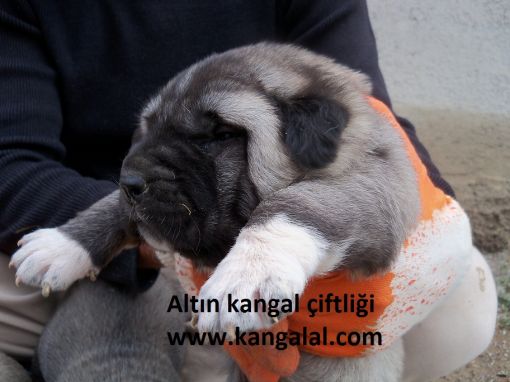  kangal yavrusu