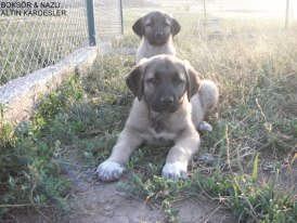  3 aylık kangal yavrusu satışı